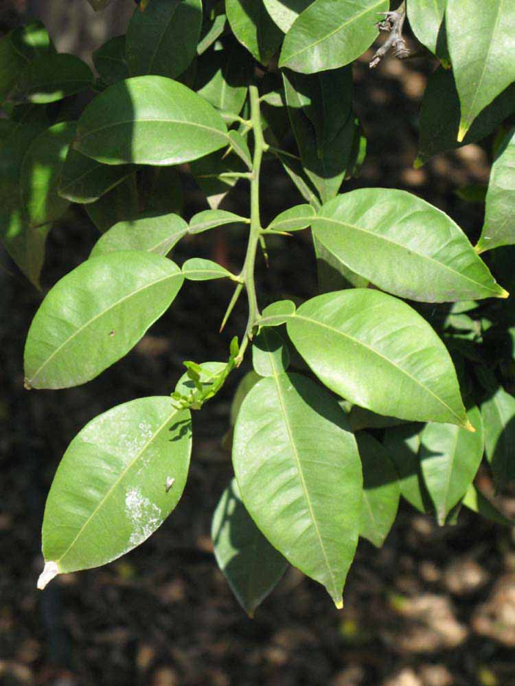              Sun leaves (Riverside, CA)       